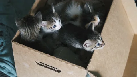 Box with kittens, top view Stock Footage 239444333