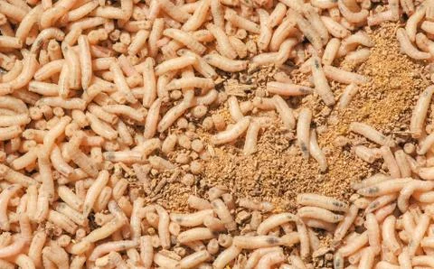 Box of maggots Stock Photos
