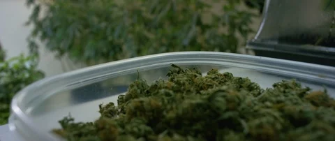 Box of marijuana kept on the table Video stock 103407795