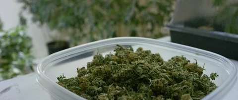 Box of marijuana kept on the table Video stock 103407855