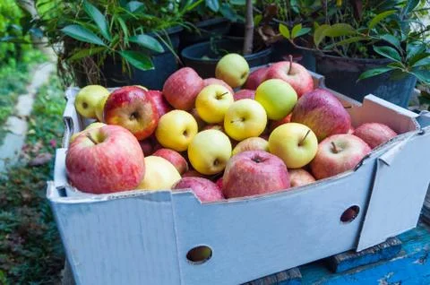 Box of mixed apples Stock Photos