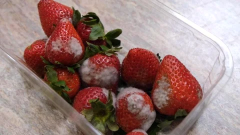 A box of molded strawberries in a plastic container. Moldy fruits Stock Footage 274051130