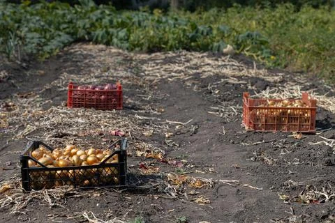 A box of onions is on the ground Stock Photos
