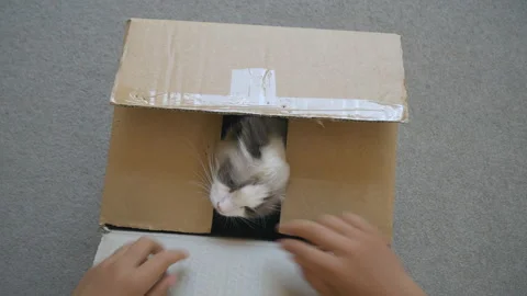 A box opening with a Ragdoll kitten inside. Stock Footage 94526979