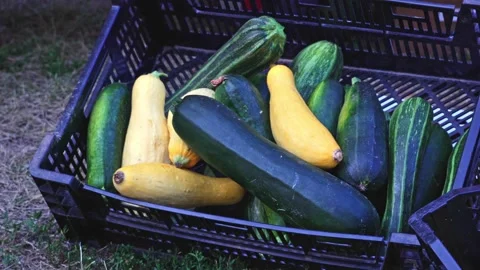 Box or crate with organic veggies under the counter. Organic zucchini pumpkin Video stock 205044894