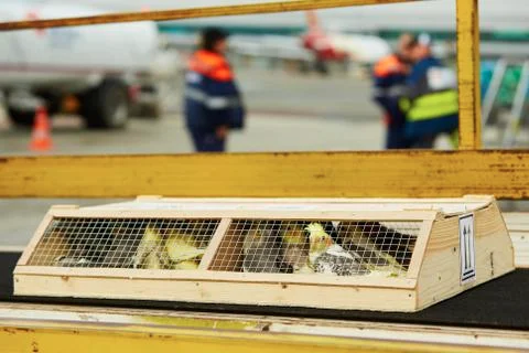 Box with parrot is loading to the airplane. Stock-Fotos