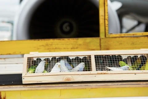 Box with parrot is loading to the airplane. Stock Photos