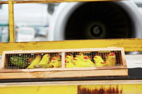 Box with parrot is loading to the airplane. Stock Photos