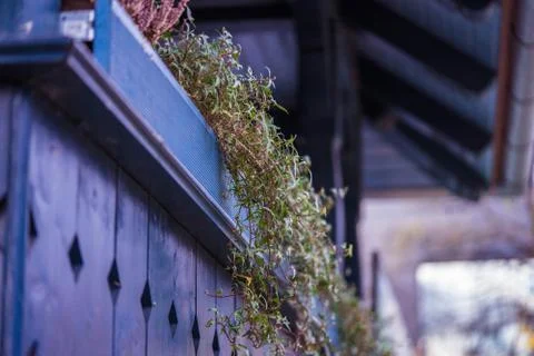 Box with plants on the balcony Stock Photos