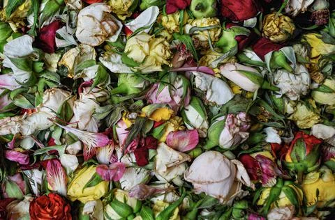 The box with the pottage of flowers Stock Photos