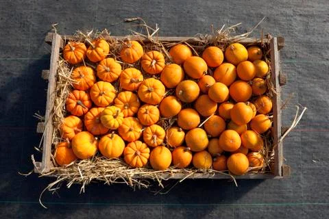Box of pumpkins and squashes Stock Photos