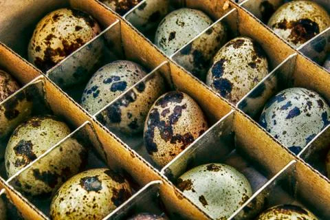 Box quail eggs Stock-Fotos