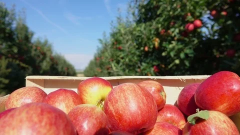 Box of red apples moves along a row of apple trees Stock Footage 70843215