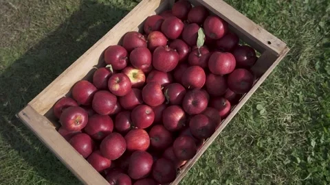Box of red delicious apples on a grass Stock Footage 320007614