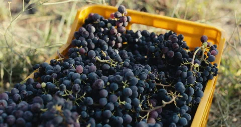 Box of red grapes at sunset Stock Footage 208664527
