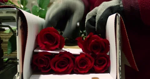 Box of red rose flowers prepared for lovers as a gift. Video stock 264307789