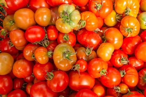 A box with red tomatoes, collected from stems with late blight Stock Photos