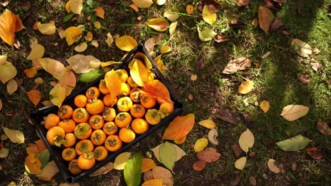 Box with ripe persimmons stands on the ground among autumn foliage Stock Footage 268596881