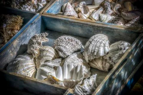 A Box of Seashells Stock Photos