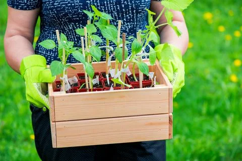 Box with small pepper sprouts ready for seeding in the hands of a female. Spr Fotos de archivo