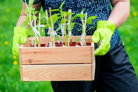 Box with small pepper sprouts ready for seeding in the hands of a female. Spr Fotos de archivo