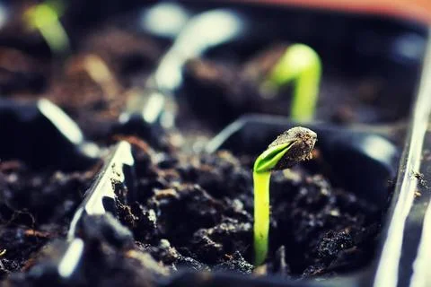 Box with small sprout from seeds box with small sprout from seeds ,model r... Stock Photos