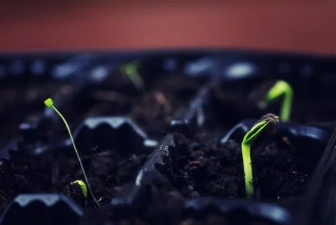 Box with small sprout from seeds Stock Photos