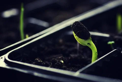 Box with small sprout from seeds Stock Photos