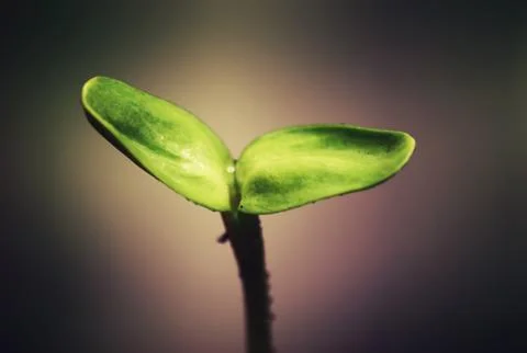 Box with small sprout from seeds Stock Photos