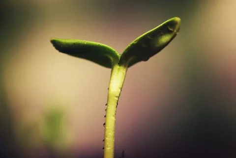 Box with small sprout from seeds Stock Photos