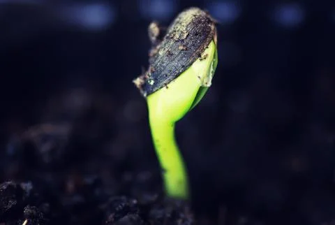 Box with small sprout from seeds Stock Photos