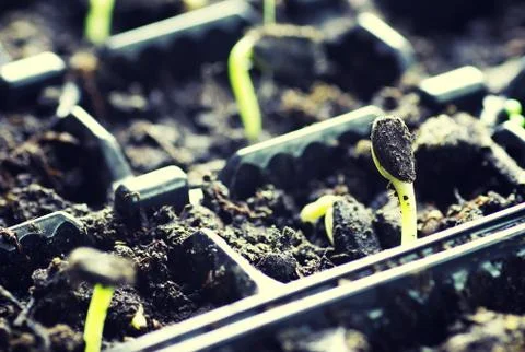 Box with small sprout from seeds Stock Photos