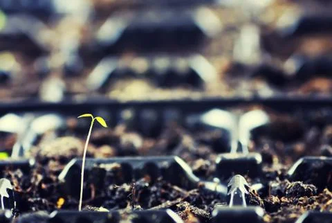 Box with small sprout from seeds Stock Photos