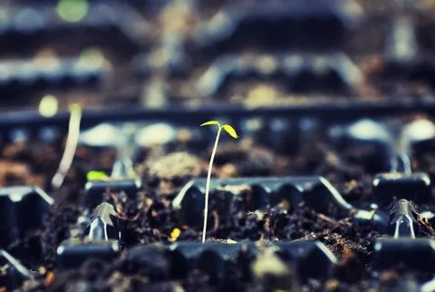 Box with small sprout from seeds Stock Photos
