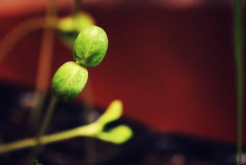 Box with small sprout from seeds Stock Photos