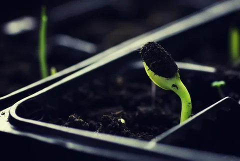 Box with small sprout from seeds Stock Photos