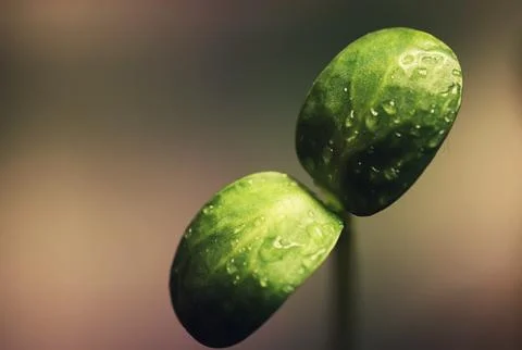 Box with small sprout from seeds Stock Photos