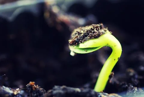 Box with small sprout from seeds Stock Photos