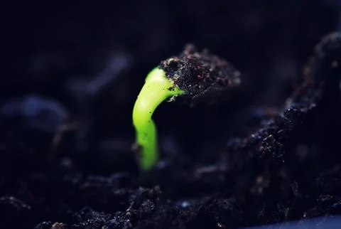 Box with small sprout from seeds Stock Photos