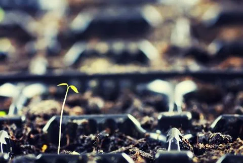Box with small sprout from seeds Stock Photos