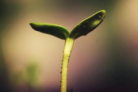 Box with small sprout from seeds small fresh sprouts macro crop before pla... Stock Photos