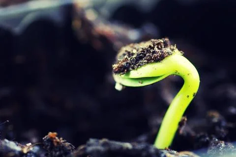Box with small sprout from seeds small fresh sprouts macro crop before pla... Stock Photos