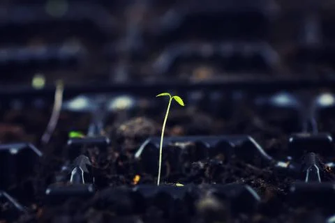 Box with small sprout from seeds small fresh sprouts macro crop before pla... Stock Photos