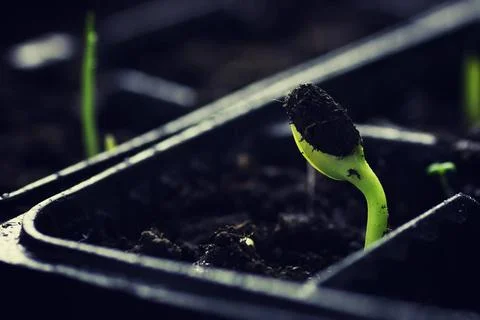Box with small sprout from seeds small fresh sprouts macro crop before pla... Stock Photos