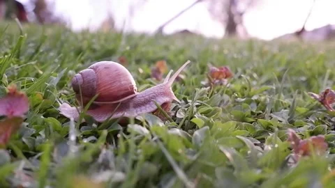 Box snail, slug moving slowly through wet grass, after summer rain. Closeup f Stock Footage 146259088