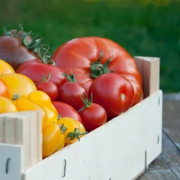 Box with tomatoes Stock Photos