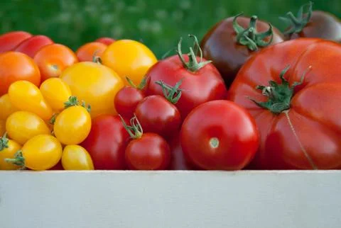 Box with tomatoes Stock Photos