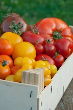 Box with tomatoes Foto stock