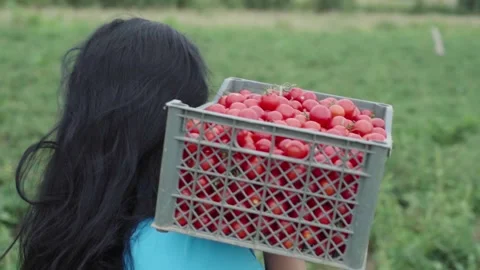 A box of tomatoes on the shoulder Stock Footage 137868407