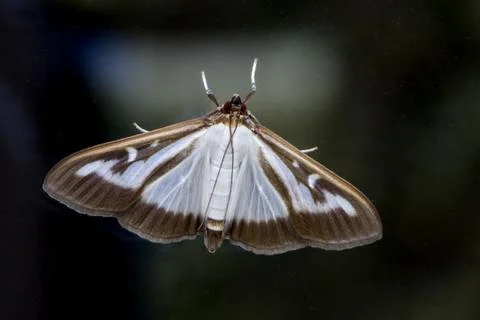 A box tree moth, Biggest enemy for buxus plants Stock Photos